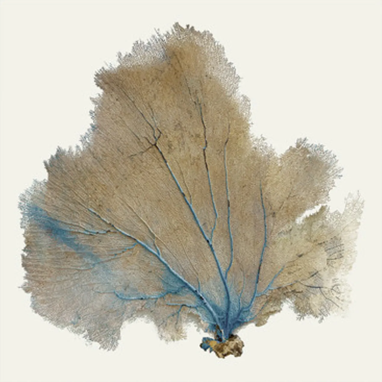 Blue Infusion II