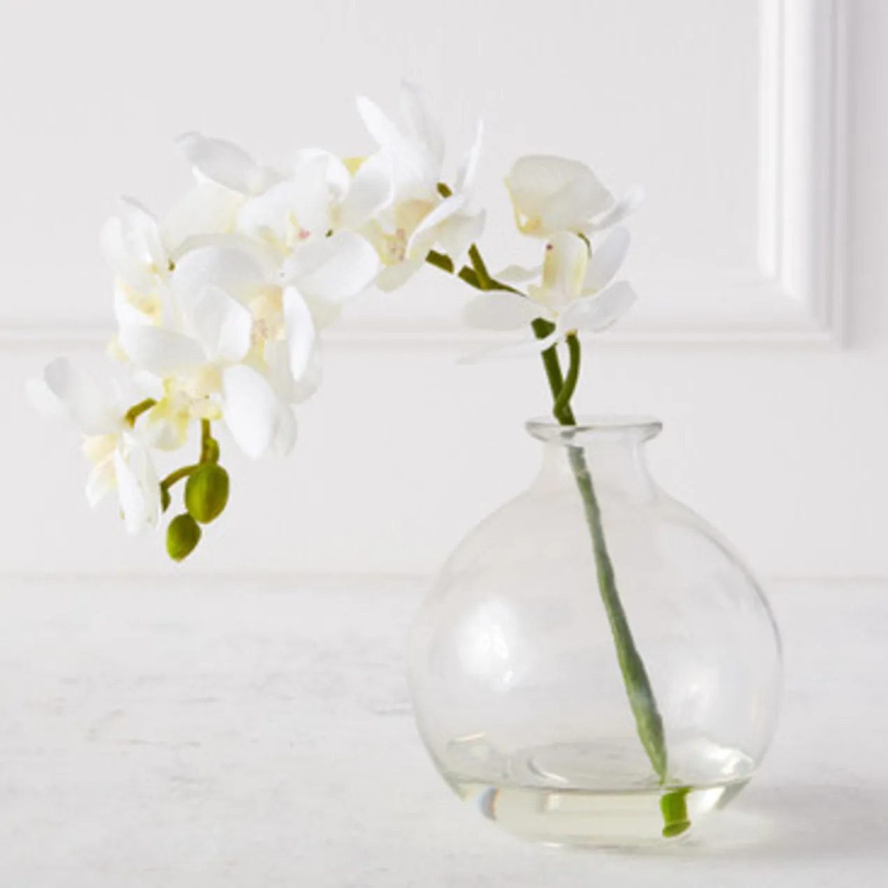 Phaleanopsis 1 Stem With Glass