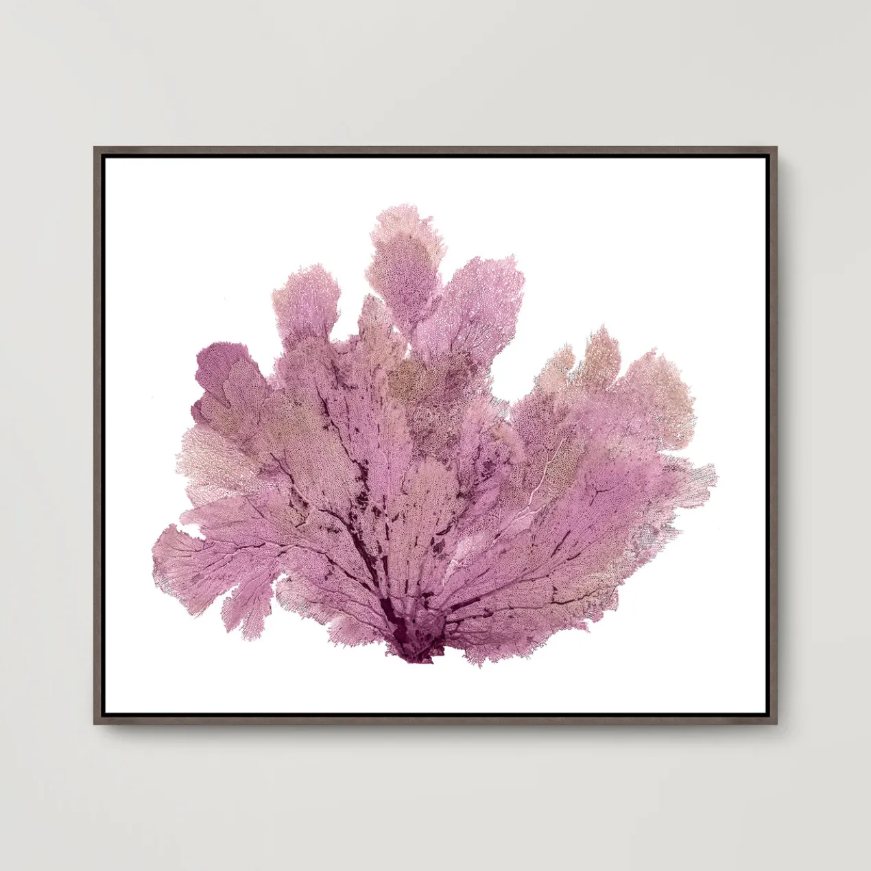 Purple Seafan