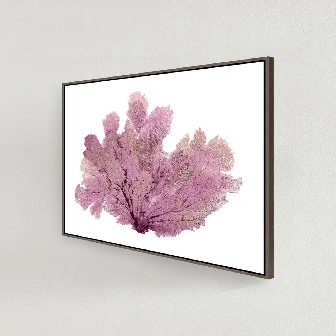 Purple Seafan